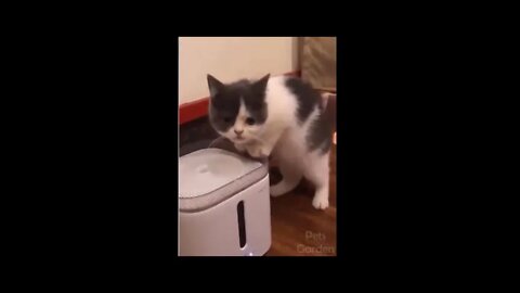 Os pets mais engraçados da internet - funny pets part5 #shorts