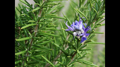 Rosemary (Rosmarinus officinalis)