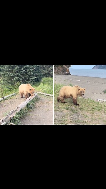 Extremely close encounter with a wild bear