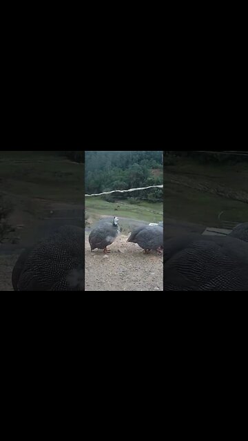 Spying on guinea fowl - Pearl grey guinea fowl pied and not pied