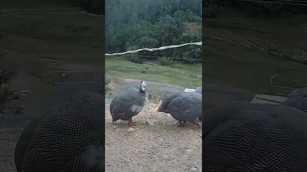 Spying on guinea fowl - Pearl grey guinea fowl pied and not pied