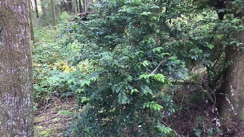 Evergreen huckleberry is a great native plant.