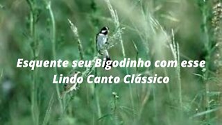 Lindo Canto do Bigodinho - Esquente ou Treine seu Bigodinho com um Belo Canto Clássico