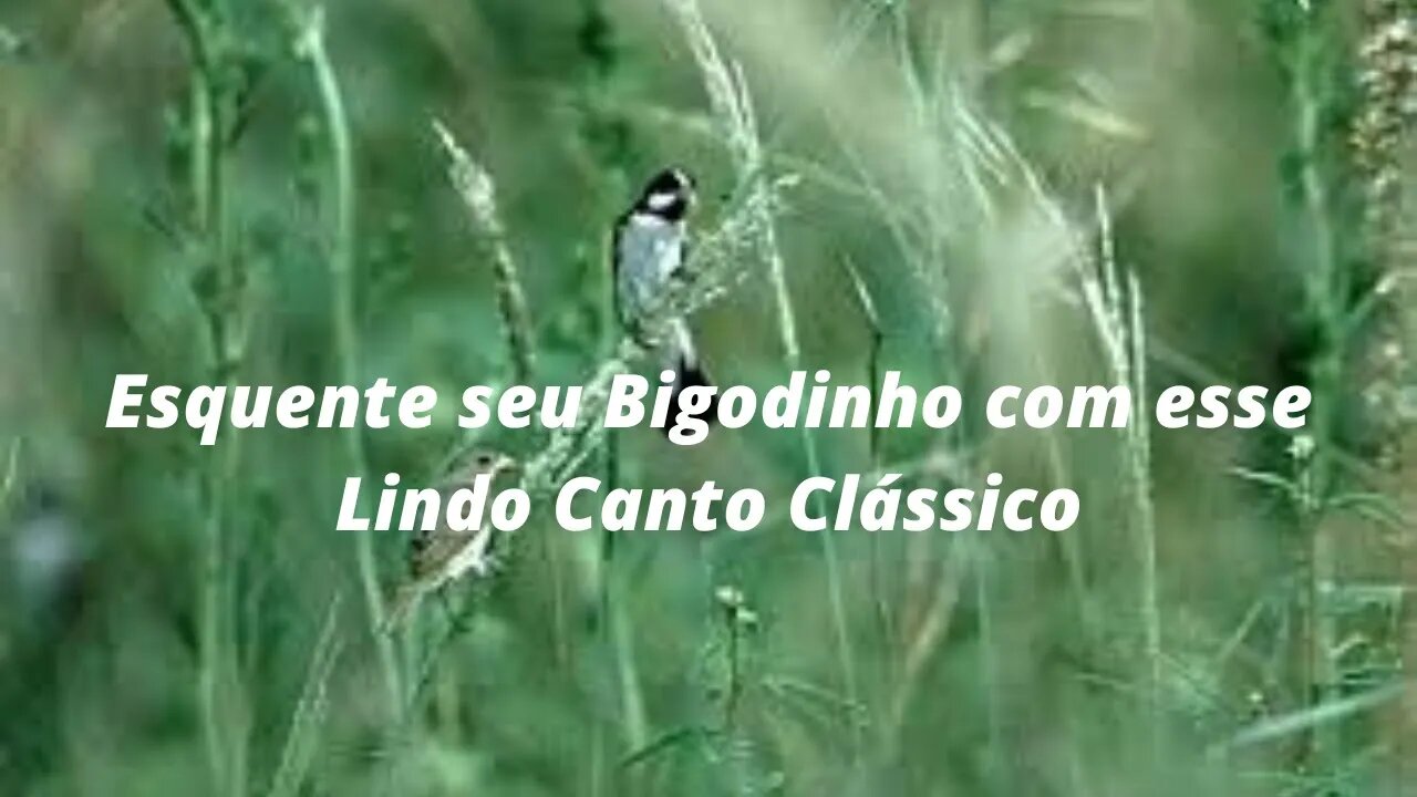 Lindo Canto do Bigodinho - Esquente ou Treine seu Bigodinho com um Belo Canto Clássico