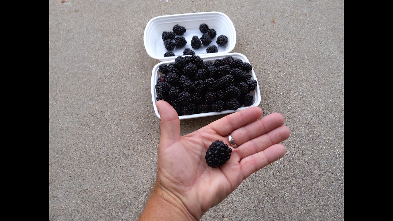 Picking Blackberries In The Rain 7/5/24