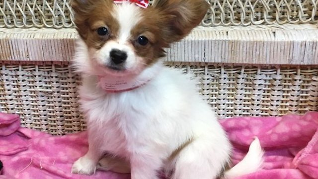 Puppy stolen from Centennial pet store in possible danger