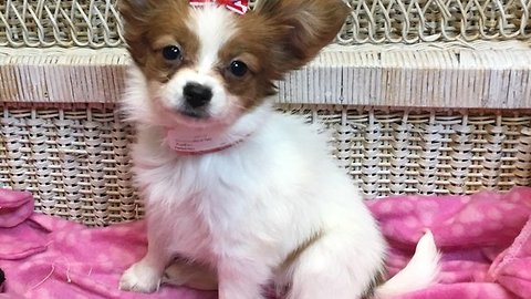 Puppy stolen from Centennial pet store in possible danger