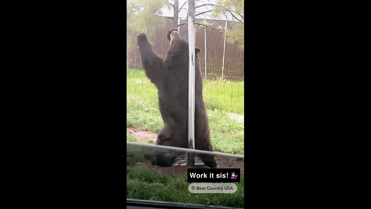 BEAR STRIPPER