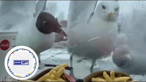 Tenacious seagulls try to reach McDonald’s french fries