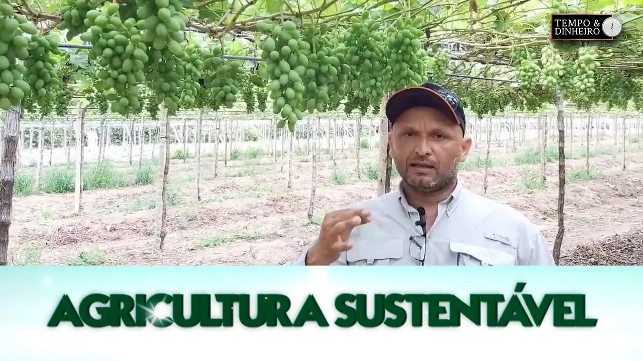 Produção de uvas com Lottus Premium tem mais produtividade