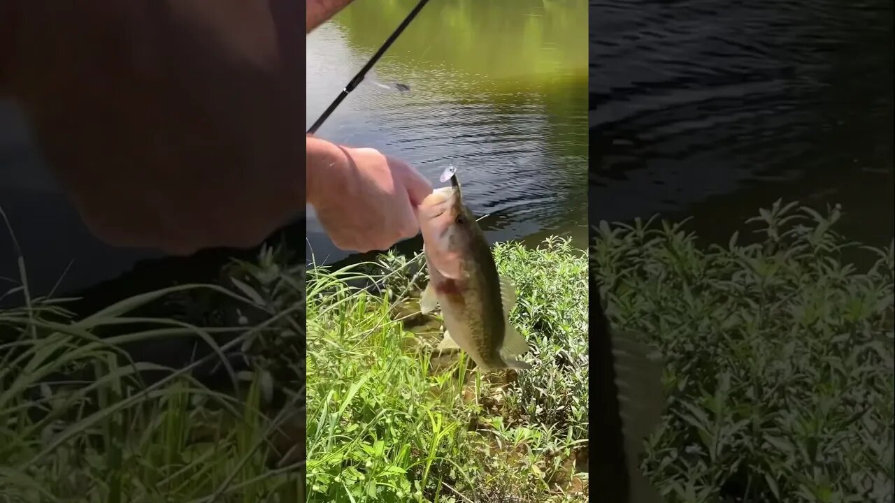 One of our favorite ways to fish our Flat Top Minnow is on a scrounger head! #fishing #bass #shorts