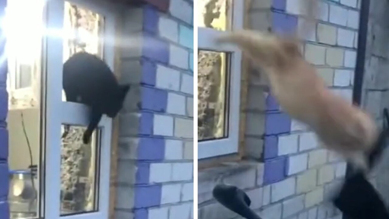 Cats Fleeing From The House Upon Finding The Owner Who Was Very Angry With Their Presence