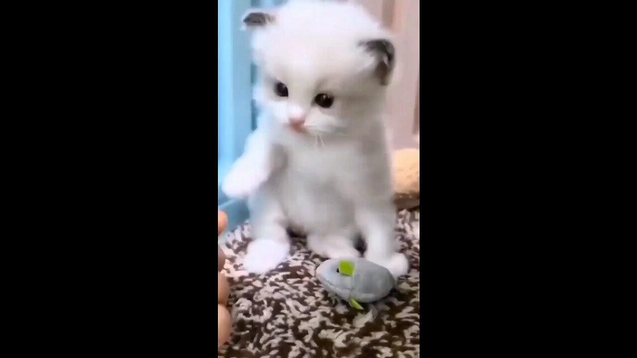 Cute cat ..🥰