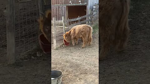 Charming knows who’s boss! | #scottishhighlands #cattle #homesteading #farmlife