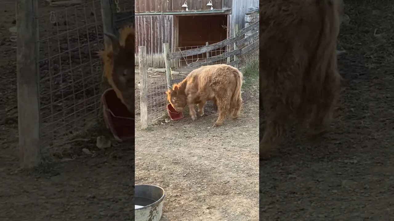 Charming knows who’s boss! | #scottishhighlands #cattle #homesteading #farmlife
