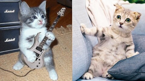 Baby Cats: A Collection of Cute and Funny Cat Videos