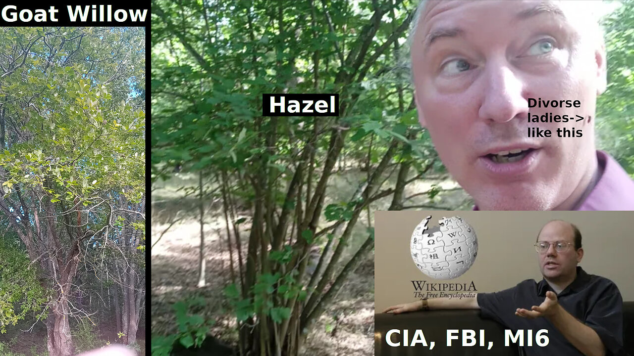 Hazel vs goat willow. How to defeat narcissists. Experts. F-35 Lightning scared of Thor! Wikipe-CIA