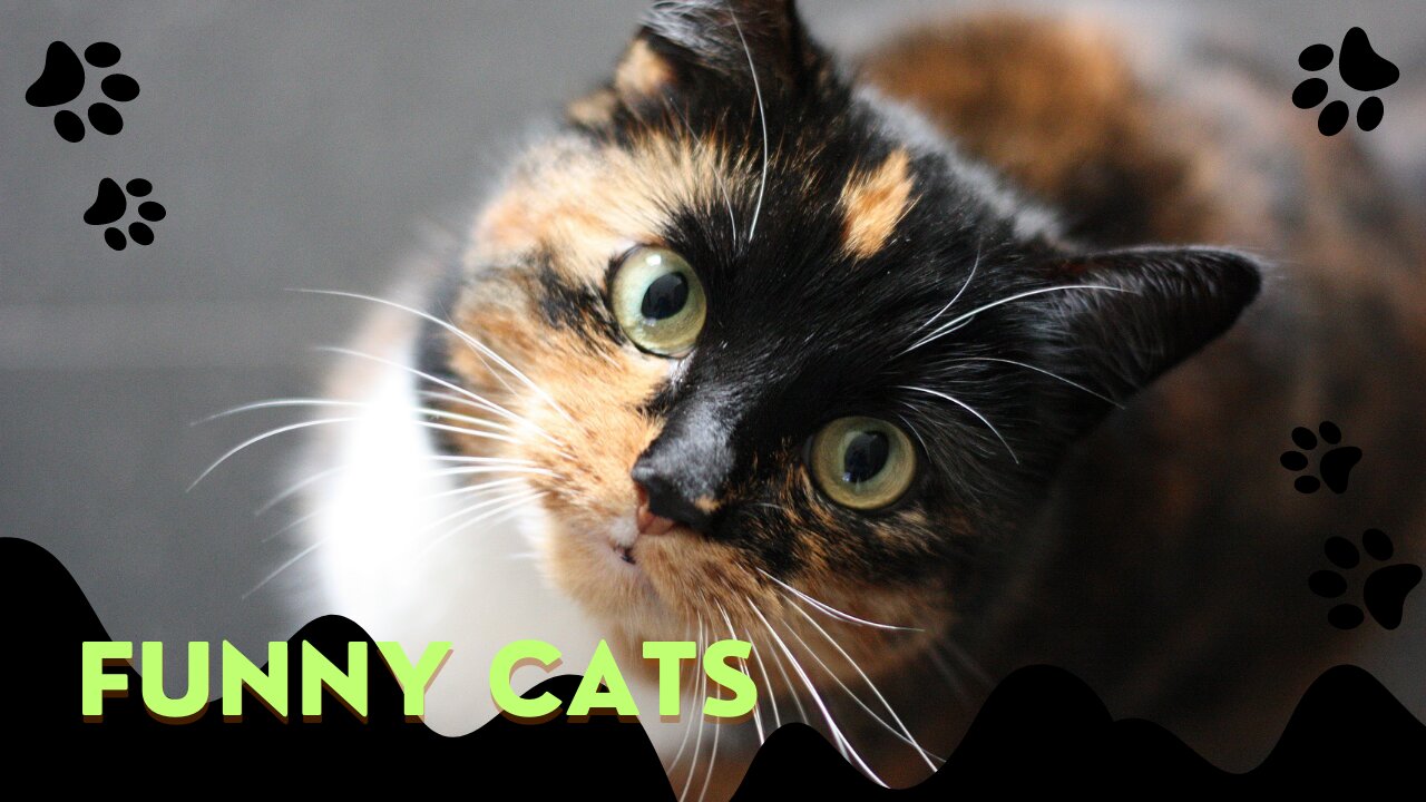Funny cats