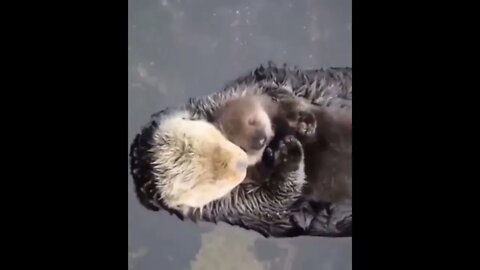 Sea Otters are keystone species in kelp forests