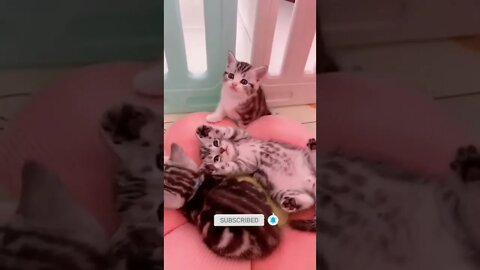 funny cat videos | cute cat videos| cute animals funny cats #shorts #shortsfunny #cutecat #funnycat