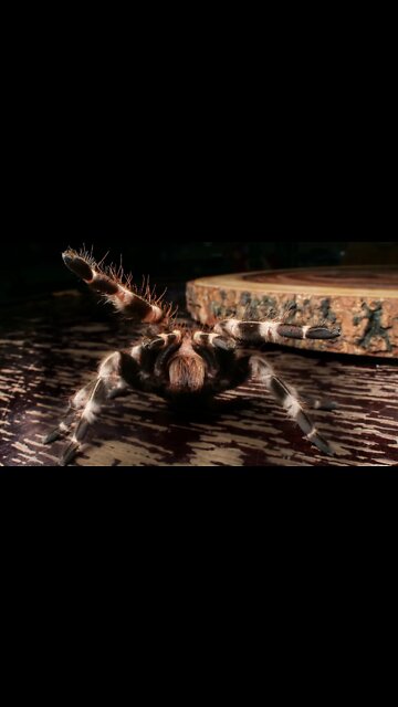 Nhandu Chromatus (Brazilian Red & White Tarantula) #shorts