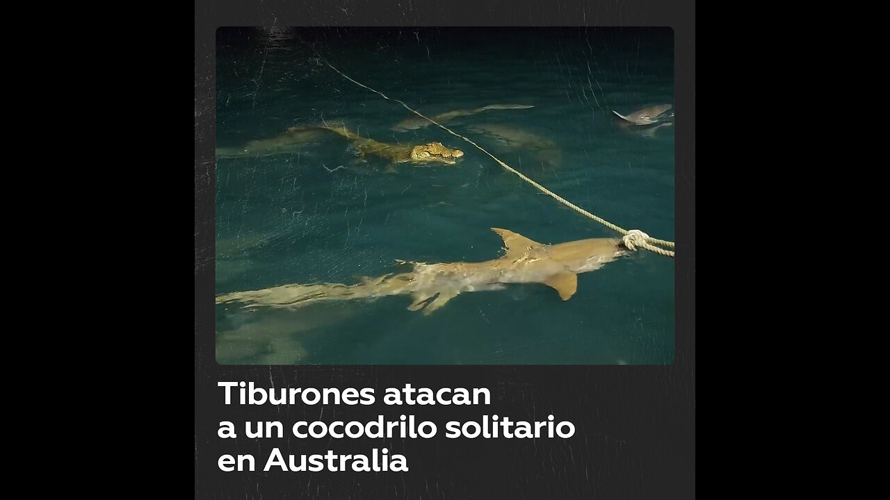 Tiburones atacan a un cocodrilo solitario en una isla australiana