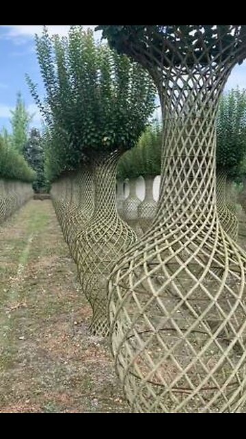 Bottle Cage Lagerstroemia Indica, several plant stems woven to make a vase. 😱