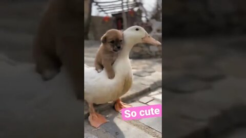 So cute animals#shorts