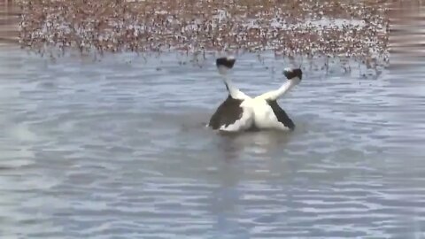Dance like this 😅🦆