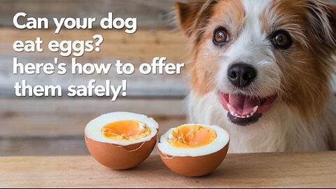 Are eggs good for pets? Learn about their benefits and the ideal way to prepare them.