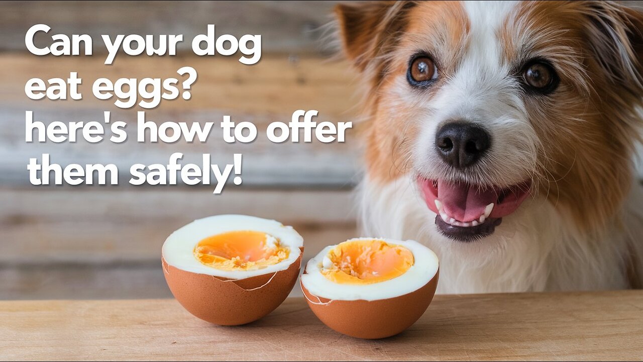 Are eggs good for pets? Learn about their benefits and the ideal way to prepare them.