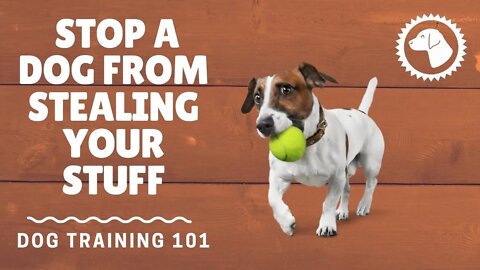 How To Stop A Dog From Stealing Your Stuff | DOG TRAINING 🐶 #BrooklynsCorner