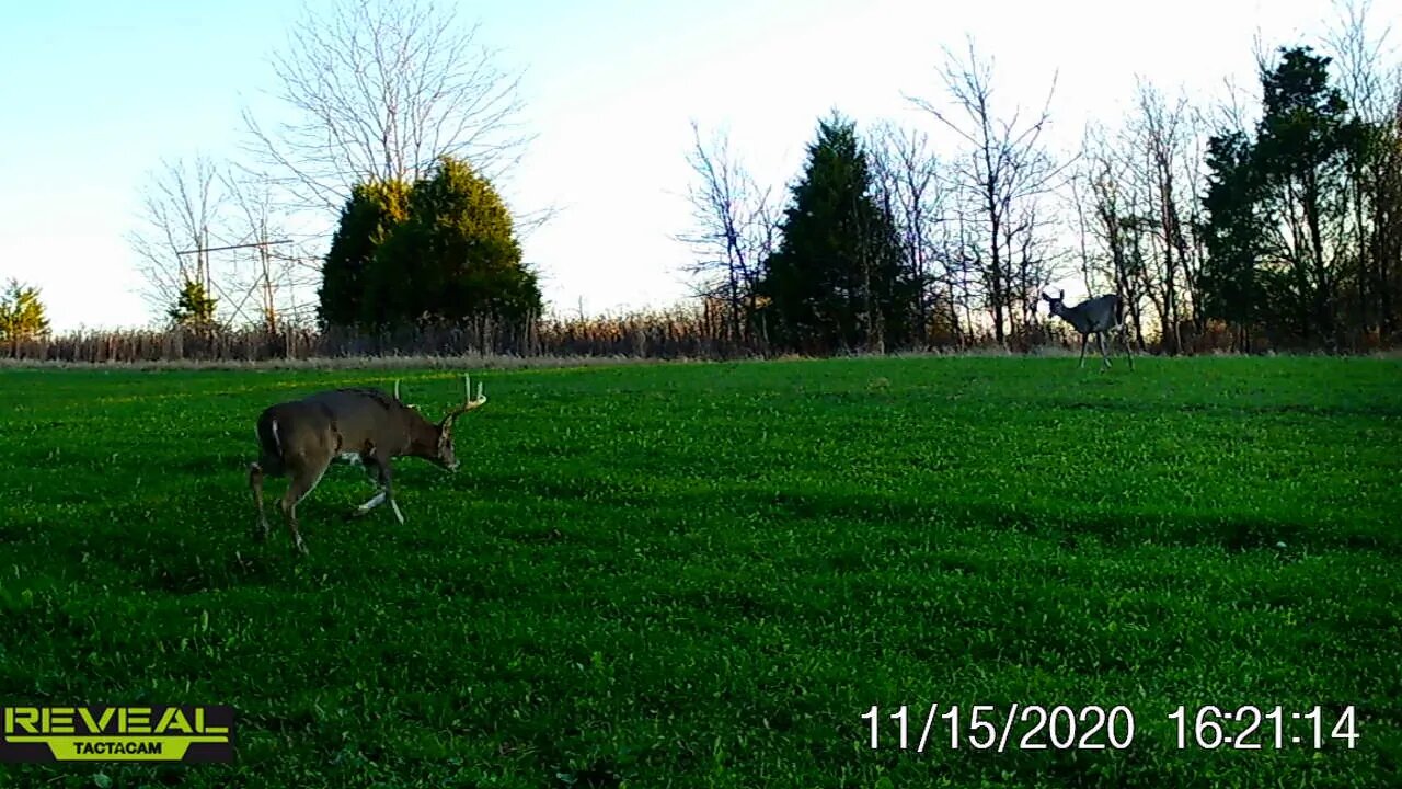 Cool Trail cam video Big buck grunting and chasing doe turn Volume UP!