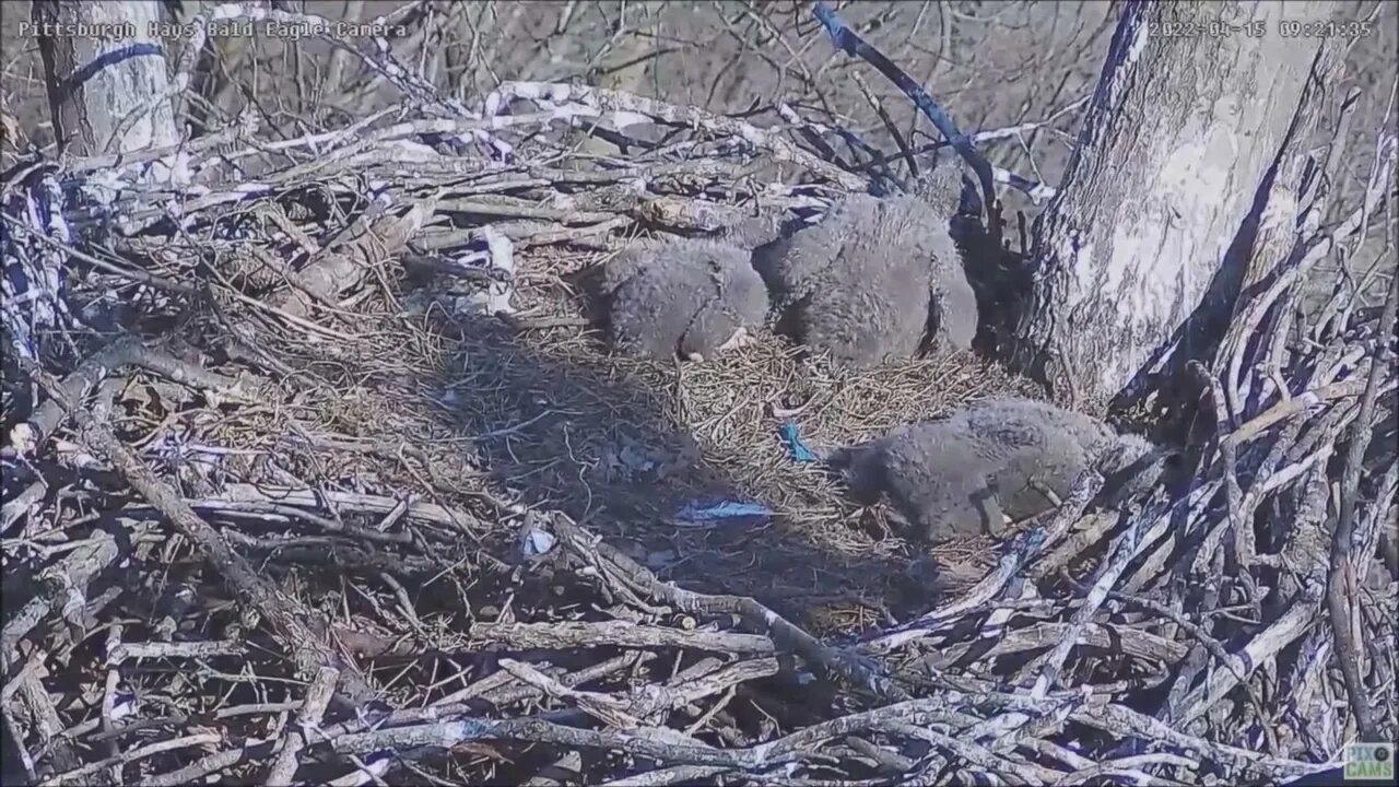 Hays Bald Eagles parent casts The Shadow H16 H17 H18 41522 921am