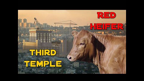 This is HUGE! Red Heifer UPDATE...Third Temple Will Soon Be Rebuilt!