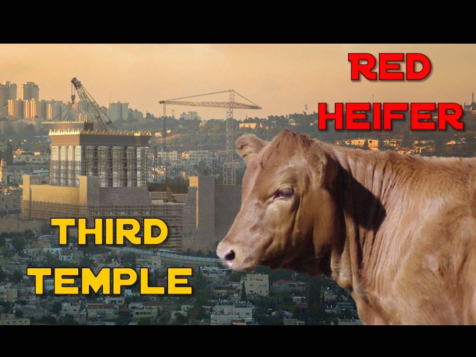 This is HUGE! Red Heifer UPDATE...Third Temple Will Soon Be Rebuilt!