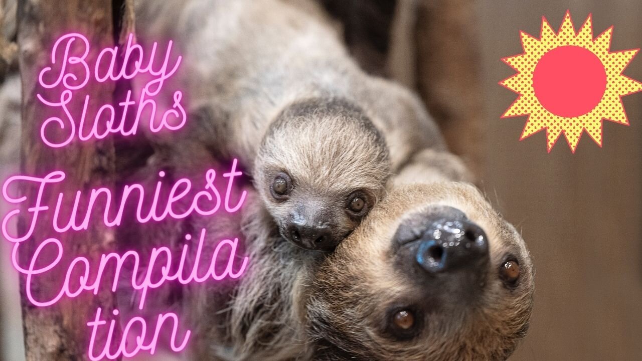 Baby Sloths Being Sloths - FUNNIEST Compilation