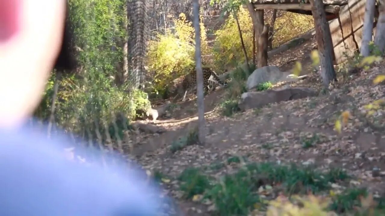 man takes picture of leopard at the zoo