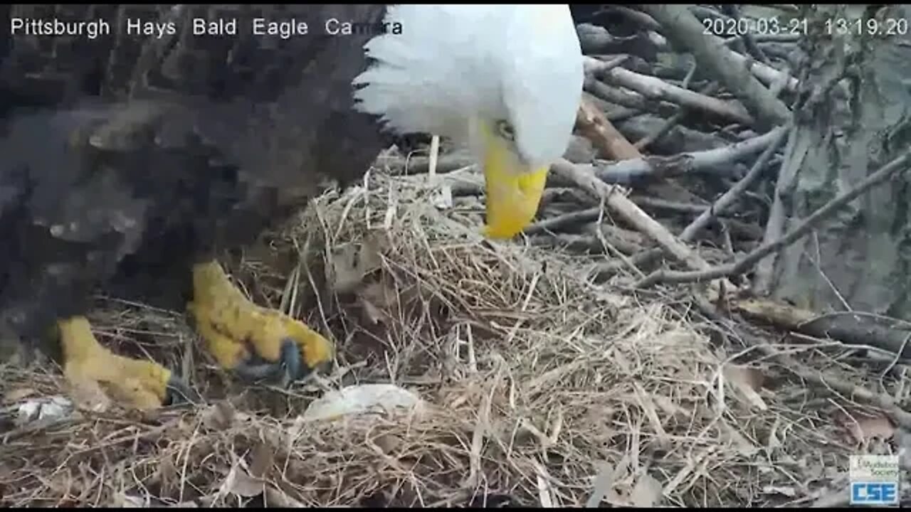 Hays Eagles Mom and Dad switch H11 pops up 2020 03 21 117pm
