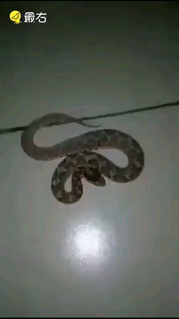 Here's a lesson. Don't try to hand feed a rattlesnake.