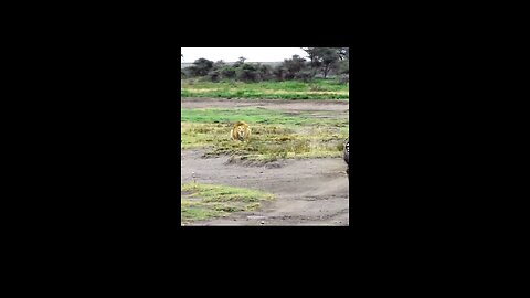 Lion Attack on Zebra #shorts#trending