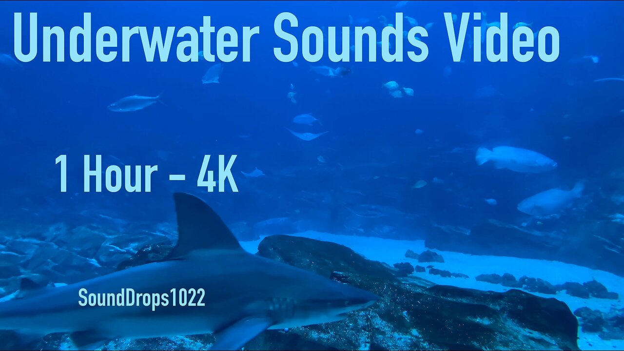 Experience Peace With 1 Hour Of Underwater Sounds Video