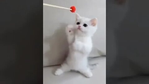 cute cat videos 😹 funny videos 😂 1167😻 #shorts