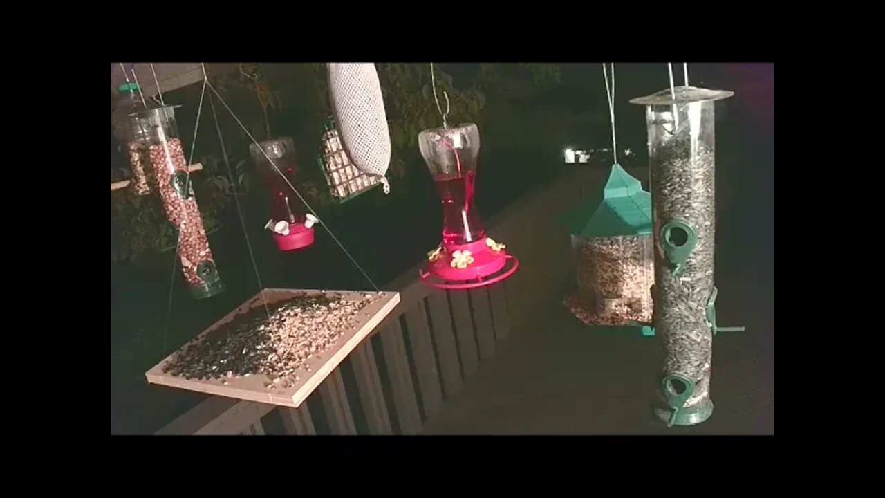 Live Sept 15 2021 Bird Feeder in Asheville NC. In the mountains