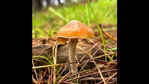 Foraging Psilocybe Subaeruginosa and the Illusive Psilocybe Makarorae