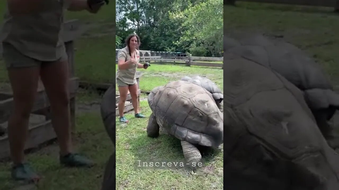 Tartarugas de ITU #shorts