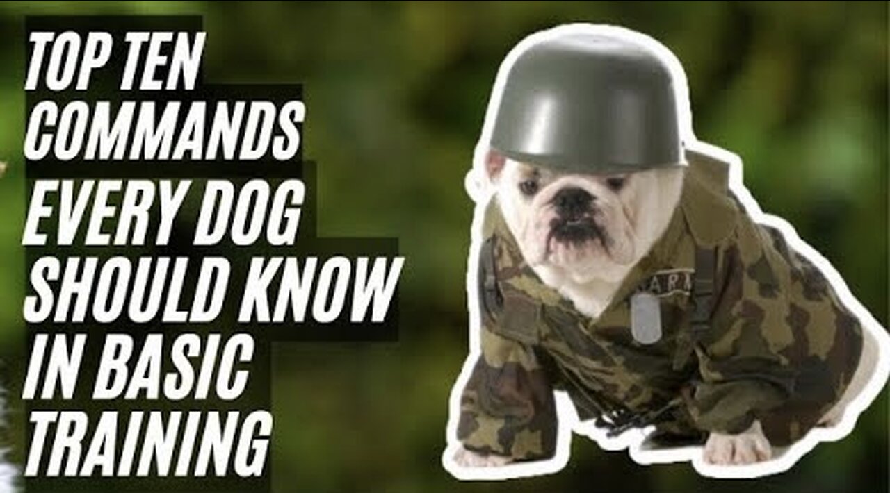 Top 10 Commands Every Dog Should Know in Basic Training