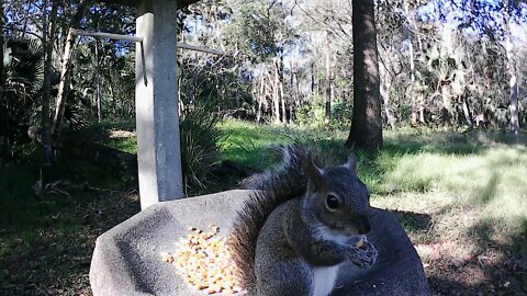 Squirrel fight!! Wait for it.....