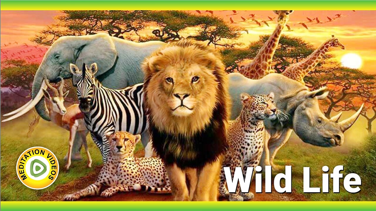 Forest s Animals in 4k Video Wildlife Documentary Film and Relaxation music