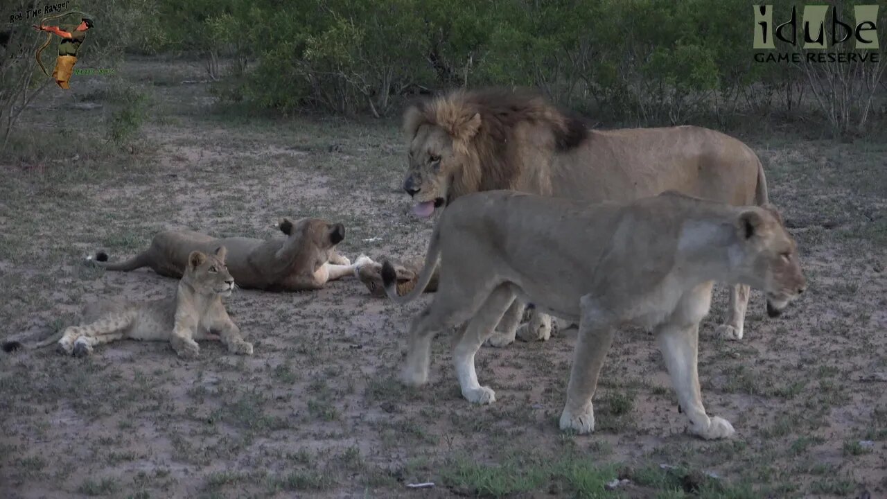 Daughters Of The Mapogo Lions - Rebuilding The Othawa Pride - 111: Starting the Evening Patrol